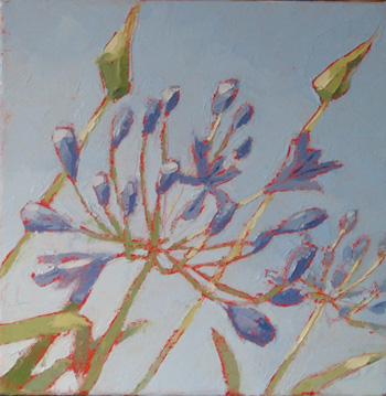 Agapanthus Blues