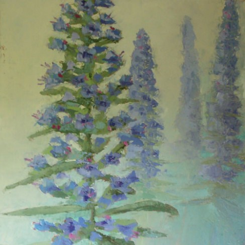 Echium